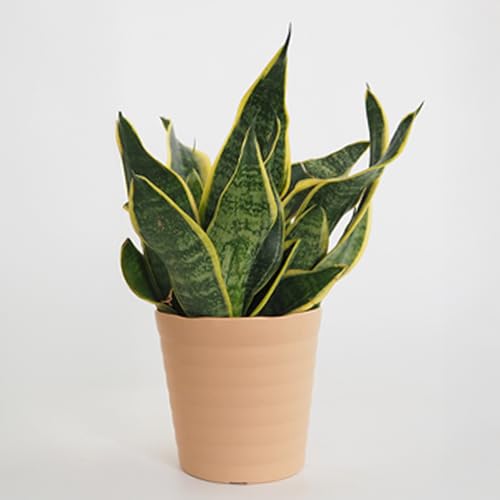 �h�s�`�m�r�d �T���X�x���A �X�p�[�o 4�� 1���� �ϗt�A�� �T���Z�x���A �w���F Sansevieria trifasciata 'Superba' �^�C�v�F �����E�P�c�W���� �g���t�@�V�A�[�^�̉��|�i�� ���L�ł�������Ɨ��t�������I �Z�ΐF�ɔ�����