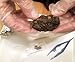 hand2mind Large Barn Owl Pellets (Pack of 50)