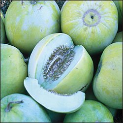 Open-pollinated Melon Seed, Sakata's Sweet, 25 Seed Packet