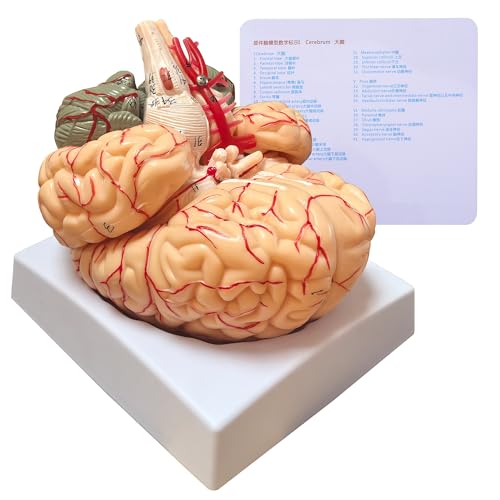 Modèle de cerveau éducatif AMITD taille réelle à 8 pièces pour assimiler l'anatomie facilement