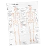 Affiche d'anatomie squelettique : une affiche significative pour vos familles amis qui souhaitent étudier la médecine, des affiches vintage d'anatomie.