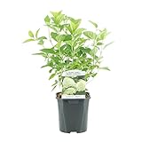 Green BoutiQ