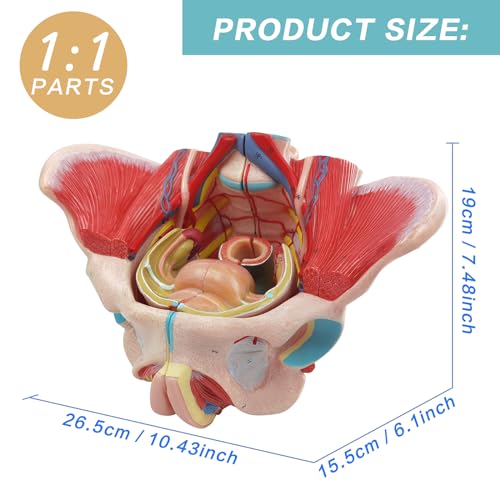Image of Life Size 4 Parts Human Female Pelvis Model with Pelvic Floor Muscles, Vessels Nerves & Reproductive, Removable Organs, for the teaching of physiology and hygiene in the teaching of anatomy schools