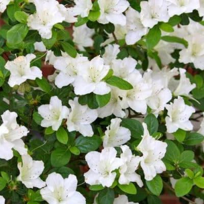 Azalea Healthy Flower Plant For Home Gardening Live plant (White) (B0CQFV843Q) Amazon Price History, Amazon Price Tracker