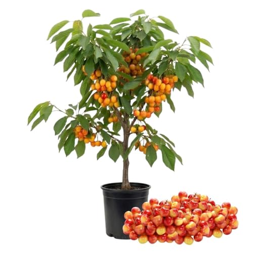 Rainier Cherry Trees Live Plants 3-4 Feet Tall, Sweet Cherry Fruit Plants Live 3 Gallon Pot, Hardy Fruit Trees for Planting in Garden, No Ship to CA