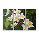 NAENRFERCX 3 Panels Wall Art Pictures Tropical flowers Frangipani Plumeria in Kochi Kerala India Modern Canvas Print Paintings Artwork Framed Posters for Office Home Decor Ready to Hang, 16x32inch