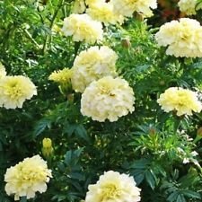 Marigold- Tagetes Erecta- Bianco- 25 semi