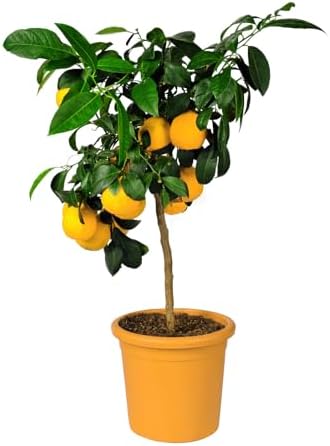 50 Lemon Seeds for Planting Non-GMO Heirloom and Organic High Survival Rate Lemon Tree Seeds Planting for Home Garden — view 6