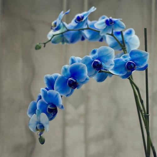 Sipra Enterprise Rare Exotic Live Orchid Flower Plant (Blue) Dendrobium Moth Orchid Phalaenopsis Live Plant Original Variety (B0CRHTJQCM) Amazon Price History, Amazon Price Tracker