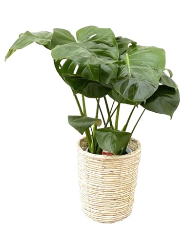 _ ϗtA Xe fVI[T { 6  v Jo[t Y_ t CeA A JXj zj Mtg ̓ ̓ hV̓ v[g 蕨  Ε  Əj w wj ItBX