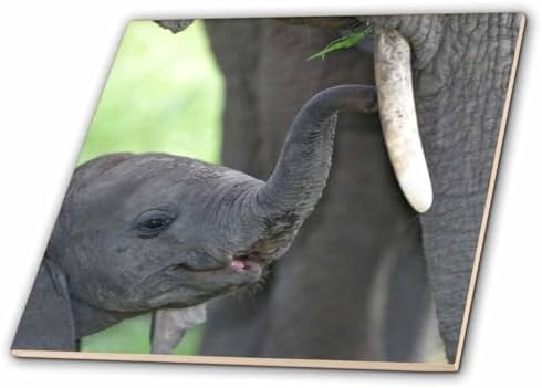 3dRose African Elephant Baby with Mother 6 Inch Ceramic Tile image 4