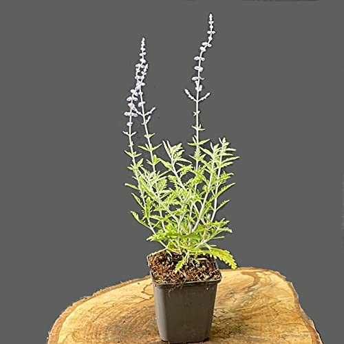 Perovskia 'Blue Spire'/ Blauraute 'Blue Spire' p9