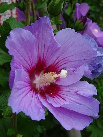 Live PURPLE Hibiscus Flower Plant Grows Easily In Any Environment Hybrid Healthy Original Variety Plant Height 1 to 2 feet Pack of 1(Ready To Blooming) PACK OF 1 | for home gardening (B0CZHL6JR8) Amazon Price History, Amazon Price Tracker