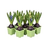 Pack Natural DECOALIVE Seis Jacintos Flores Perfumeadas y Tonos Brillantes que Iluminan Cualquier Espacio