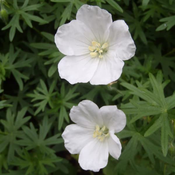 12 unità Geranium Sanguineum 'Album' - Cranesbill Insanguinato Vaso 9x9cm ±1 m² - Geranio con Fiori Bianchi per Giardini