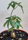 Ipomoea Platensis Live Plant, 4 Inch Bare Root Caudiciform by Exotic-Succulent-Collection
