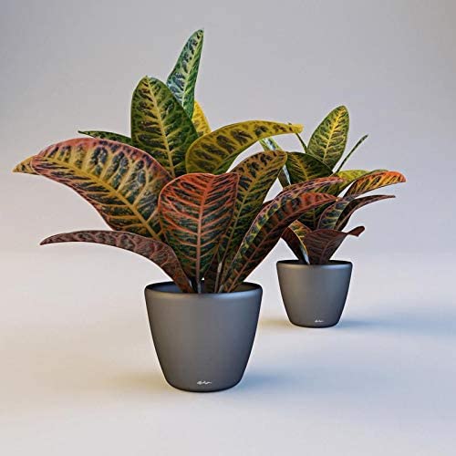 EdensField croton Gold Dust Fresh Live Plant With Pot for Office and House New (B09LH3WRZX) Amazon Price History, Amazon Price Tracker
