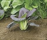 Delivery in 10-20 days Pak choi red choi 1,000 seeds