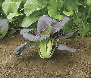 Pak choi red choi 1,000 seeds