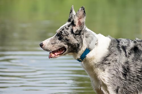 Tracker Basic – GPS-Tracker für Hunde & Katzen ohne ABO auf Lebenszeit – Wasserdichtes Mini-Gerät | Funktioniert in einem ausgewählten europäischen Land