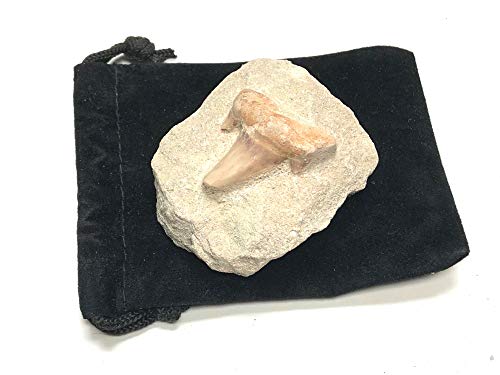 Image of Shark Tooth in Stone Fossil Prehistoric Specimen
