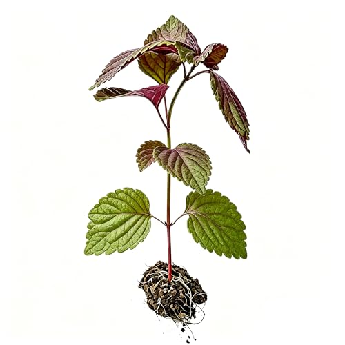 Purple Perilla Live Plant Size 8-10