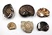 Ammonite, Nautilus & Goniatite Fossil Lot (6 Pieces) - 17043
