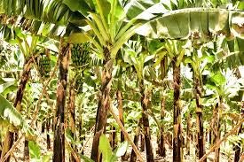 First Light's Original Fresh Green Organic Premium Grade A Matooke Banana, Guineo Verde. Watch Out For Other Knockoff Products, Make Sure It Is Shipped By First Light Before Ordering. The Fruit Is Harvested Green, You Can Then Carefully Peel It And Then Cook It; Often Mashed Or Pounded Into A Meal. (10 Count 5 Ib) #TOP6