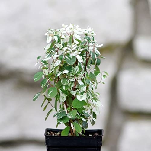 Guruji Plantation Snow Bush Indoor Plant For Home and Garden with Pot