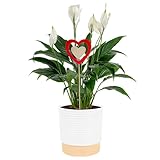 Costa Farms Peace Lily Live Plant in Decorative Pot, Air Purifying Flowering Indoor Houseplant, Perfect for Home, Room, or Office Decor, Great House Warming or Birthday Gift, 14-24 Inches Tall