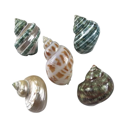 Image of MMvolesy Assorted Turbo Shell,Hermit Crab Shells 5Pc 1.5-2 Inch