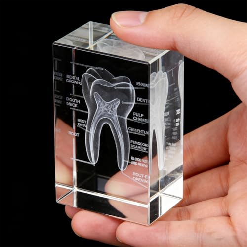 Model kryształowych zębów 3D, anatomiczne modele kryształów, precyzyjnie wytrawione modele zębów 3D, idealne dla dentystów, studentów stomatologii, dekoracja biura i wyjątkowy prezent