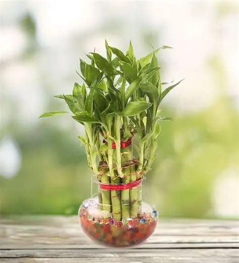 GROWDERS 2-Layer Lucky Bamboo Plant – Natural Feng Shui Indoor Bamboo for Good Luck, Prosperity & Positive Energy – Easy Care Houseplant for Home, Office & Gift Giving (PACK OF 1)-image-39