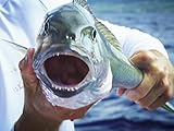  Frischer Fisch per Flugzeug
