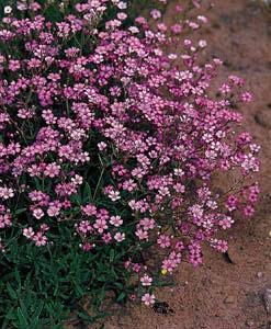 Golden Hills Farm® (AVG 500-1000) seeds Elegant BabyS Balcony Flowers Starry Gypsophila Seeds (B085Z3Z2SX) Amazon Price History, Amazon Price Tracker