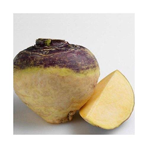 Laurentian Rutabaga Seeds - The Most Popular Rutabaga Grown Today. (100 - Seeds)