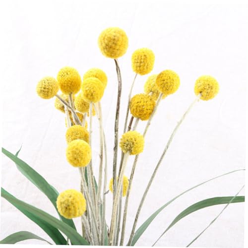30 flores secas Craspedia para decoración natural amarilla miniatura 7