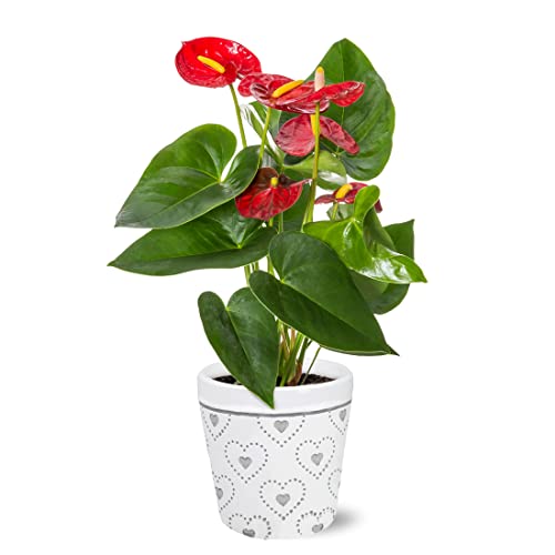 Just Add Ice JA5173 Red Anthurium in Grey Sweet Heart Ceramic Pottery - Live Indoor Plant, Ever-Blooming Flowers, Easy Care Flowers, Gift for Her, Anniversary, Mother's Day - 5