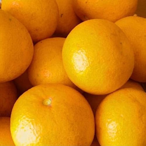 [先行予約]訳あり それでも 甘夏 箱込 2.5kg (内容量約 2.3kg) サイズミックス 家庭用 皮むき器付き[みかんの会]