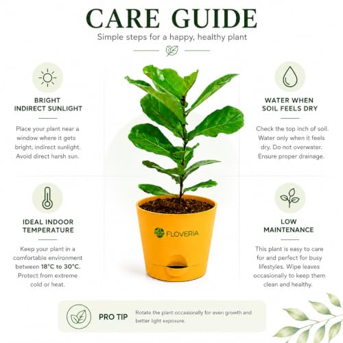 Image of Ficus Lyrata Fiddle Leaf Fig Plant | Live Indoor Plant for Home & Office | Air Purifying Houseplant | Low Maintenance Green Foliage | Decorative Potted Plant for Living Room