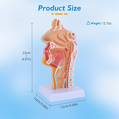 Image of Nose Cavity Larynx Anatomy Model - Human Anatomical Nasal Cavity Throat Anatomy Medical Model for Teaching and Studying