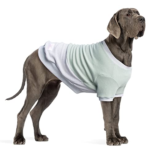 Best Great Dane Dog Sweaters To Keep Your Pup Warm This Winter