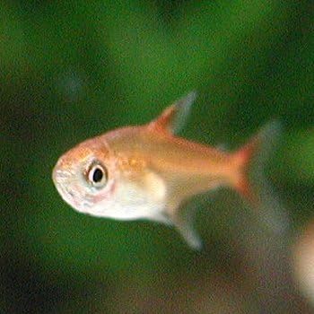 Amazon 熱帯魚 アマンダエテトラ 5匹セット 北海道 九州 沖縄 離島は発送不可 生体 Aquarium ドリーム シアター 観賞魚 水中生物 通販 Amazon 熱帯魚 アマンダエテトラ 5匹セット 北海道 九州 沖縄 離島は発送不可 生体 Aquarium ドリーム シアター 観賞魚 水中生物 通販