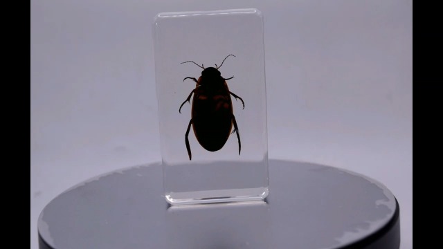 Image of 2.9 inch Real Golden Edge Great Diving Beetle in Crystal Clear Lucite Resin Paperweight Specimen Preserved Insect Bug Taxidermy Collection for Biology Science Education Desk Display Supplies
