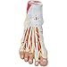 Teaching Model Tools,9-Part Model of The Human Foot Anatomy Model of Foot with Muscles Ligaments Nerves and Arteries Numbered Parts