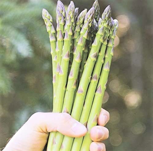 Gromax India Asparagus Herb Plant Seeds Hybrid Seed Best For Home Gardening and good germination. (B09NFV374H) Amazon Price History, Amazon Price Tracker