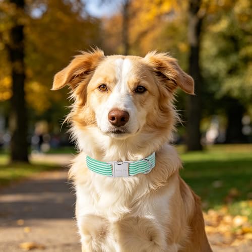 Image of ARING PET Cute Dog Collar for Puppy Small Medium Large Dogs-Teal Stripe L | Cute Heavy Duty Basic Pet Collars with Metal Buckle for XS S M L XL Dogs, for City Seaside Walk Coffee Shop Pool Party Stroll