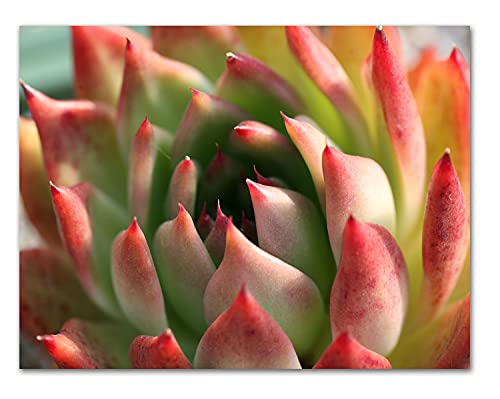 Succulent Greeting Cards - Multi-Purpose Note Cards - Blank On The Inside - Includes 12 Cards And Envelopes - 4 Unique Designs - 5.5" X 4.25" #TOP6