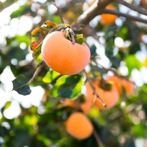 Muda Frutífera de Caqui Kioto Enxertada (Chocolate Preto)
