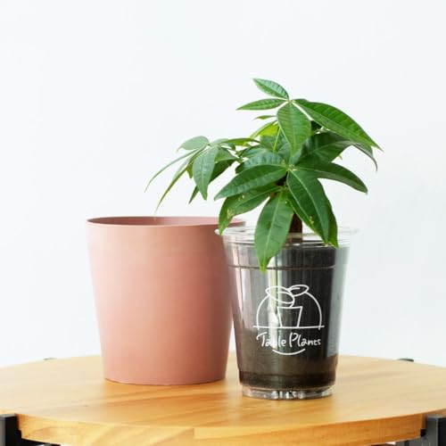 �y�y���g��Ȃ��ϗt�A���z�e�[�u���v�����c(Table Plants)×COLOR POT SET (�s���N×�p�L��)